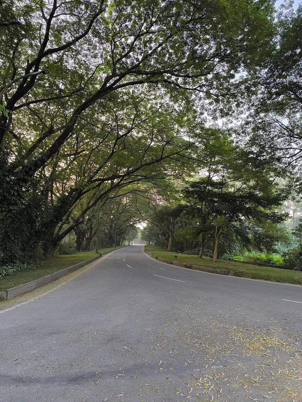 Tree-lined road on the IIT Guwahati campus